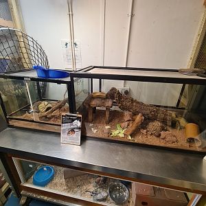 Spinefex Hopping Mouse Enclosure Bede's Zoo