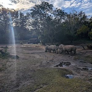 Southern White Rhinos - Kilimanjaro Safari