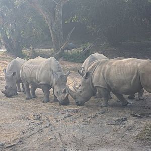 Southern White Rhinos - Kilimanjaro Safari