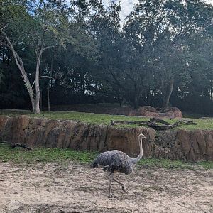 Common Ostrich - Kilimanjaro Safari