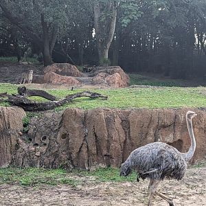 Common Ostrich and Cheetah - Kilimanjaro Safari