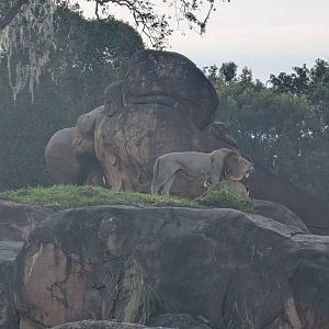 African Lion roaring - Kilimanjaro Safari