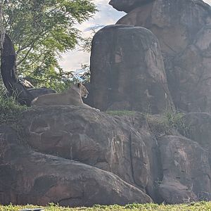 African Lioness - Kilimanjaro Safari