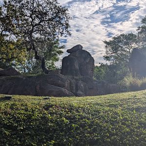African Lion exhibit - Kilimanjaro Safari
