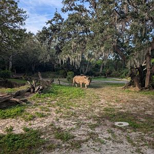 Southern White Rhino - Kilimanjaro Safari