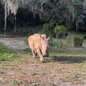 Southern White Rhino - Kilimanjaro Safari