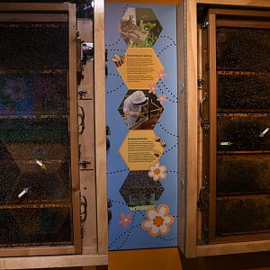 Hamill Family Play Zoo - Honey Bees