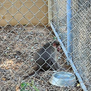 Chestatee Zoo - Bonnet Macaque