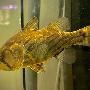 Freshwater Papuan Cardinalfish (Glossamia wichmanni)