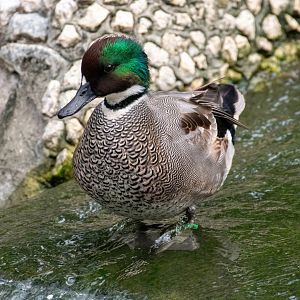 Male Falcated Duck (Anas falcata)