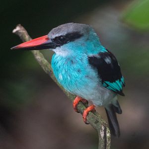 Blue-breasted Kingfisher (Halcyon malimbica)