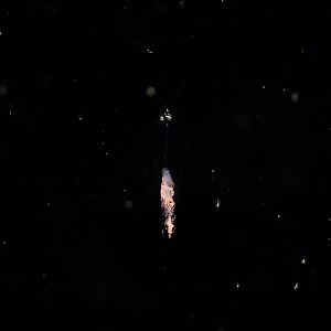 Muggiaea Siphonophore