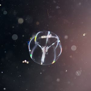 Pacific Sea Gooseberry