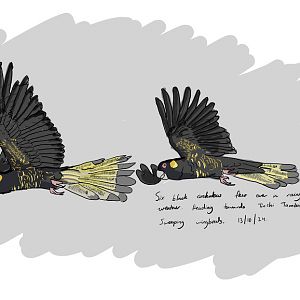 Yellow-tailed Black Cockatoos