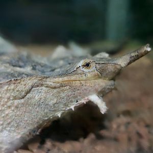 Matamata (Chelus sp.) - Taiwan Insectarium (台灣昆蟲館)