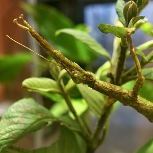 Giant Lime Green Stick Insect (Diapherodes gigantea) male - Taiwan Insectarium (台灣昆蟲館)