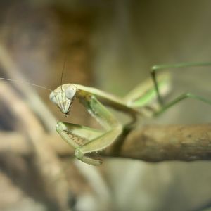 Japanese Giant Mantis (Tenodera aridifolia) - Taiwan Insectarium (台灣昆蟲館)