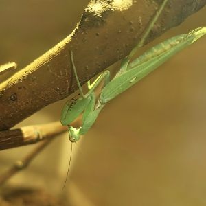 Giant Asian Mantis (Hierodula patellifera) - Taiwan Insectarium (台灣昆蟲館)