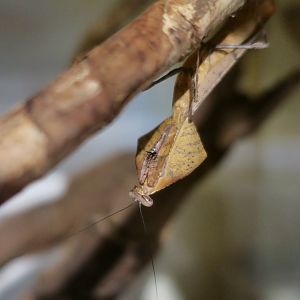 Dead Leaf Mantis (Deroplatys truncata) - Taiwan Insectarium (台灣昆蟲館)