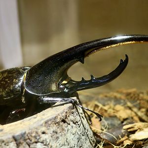 Hercules Beetle (Dynastes hercules hercules) - Taiwan Insectarium (台灣昆蟲館)