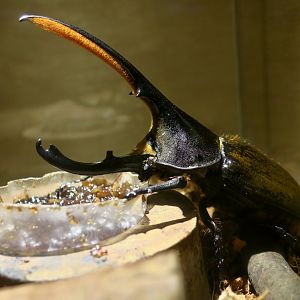 Andean Hercules Beetle (Dynastes lichyi) - Taiwan Insectarium (台灣昆蟲館)