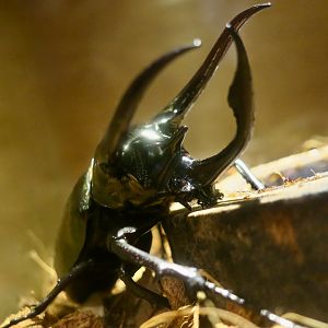 Atlas Beetle (Chalcosoma atlas) - Taiwan Insectarium (台灣昆蟲館)