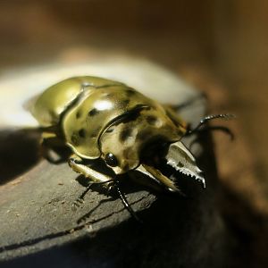 Golden Stag Beetle (Allotopus moellenkampi babai) - Taiwan Insectarium (台灣昆蟲館)
