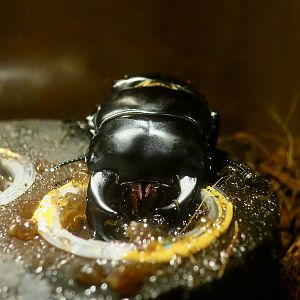 Antaeus Stag Beetle (Dorcus antaeus) - Taiwan Insectarium (台灣昆蟲館)