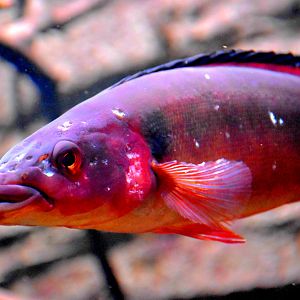 Atabo Red Pike Cichlid (Crenicichla lugubris)