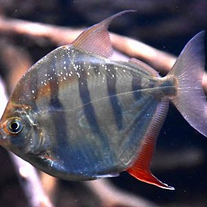 Tiger Silver Dollar (Metynnis fasciatus)