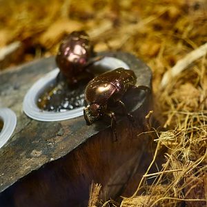 Sakai's Flower Chafer (Protaetia orientalis sakaii) - Taiwan Insectarium (台灣昆蟲館)