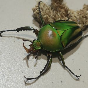 Pseudo-Woermann's Flower Beetle (Eudicella schultzeorum pseudowoermanni) - Taiwan Insectarium (台灣昆蟲館)
