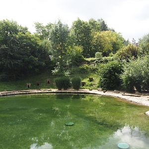 African penguin exhibit, 2024-08-05