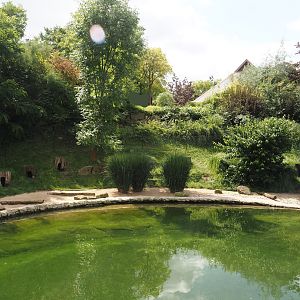 African penguin exhibit, 2024-08-05