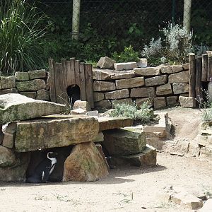 African penguin nests, 2024-08-05