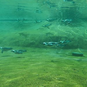African penguin underwater view with diving penguins, 2024-08-05