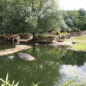 Hippopotamus and Western sitatunga exhibit, 2024-08-05