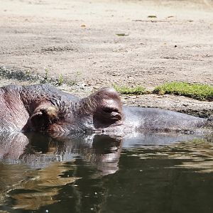 Hippopotamus (Hippopotamus amphibius), 2024-08-05