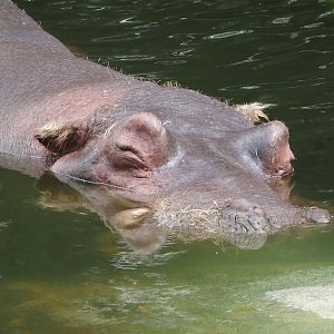 Hippopotamus (Hippopotamus amphibius), 2024-08-05