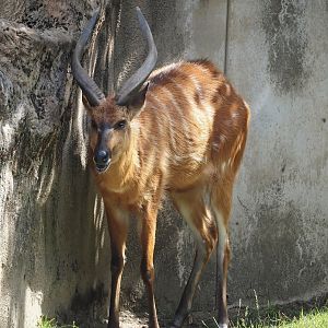 Western sitatunga (Tragelaphus spekii gratus), 2024-08-05