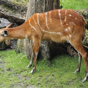 Western sitatunga (Tragelaphus spekii gratus), 2024-08-05