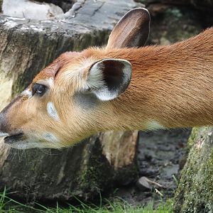 Western sitatunga (Tragelaphus spekii gratus), 2024-08-05