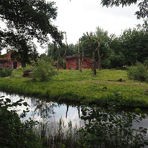 Chimpanzee island, 2024-08-05