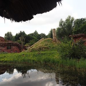 Chimpanzee island, 2024-08-05