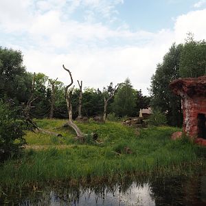 Chimpanzee island, 2024-08-05