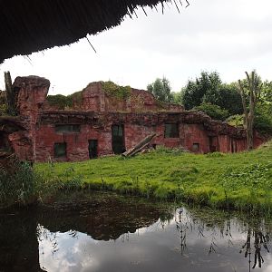 Chimpanzee island, 2024-08-05