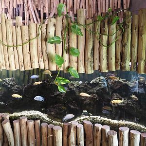 Dschungel Abenteuer - African cichlid tank, 2024-08-05