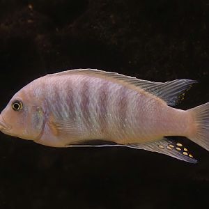 Red zebra mbuna cichlid (Maylandia estherae), 2024-08-05