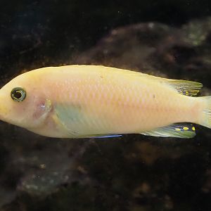 Red zebra mbuna cichlid (Maylandia estherae), 2024-08-05