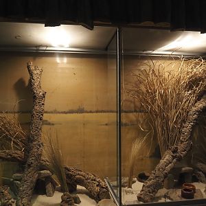 Dschungel Abenteuer - Round-eared elephant shrew exhibit, 2024-08-05